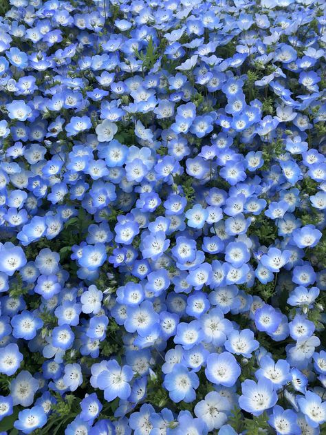 Pretty Flowers Pictures, Flowers Photography Wallpaper, Diy Cups, Flower Therapy, Flowers For You, Blue Daisy, Photography Wallpaper, Flower Beauty, Flower Field