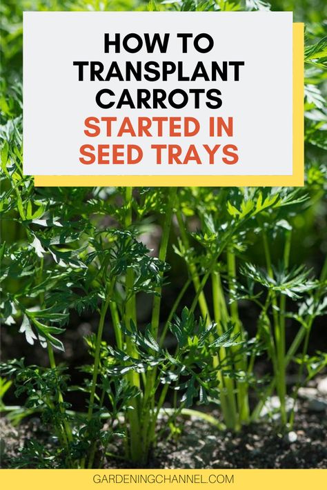 Learn how to start carrot seeds in seed trays. Follow these gardening tips to start carrot seeds to transplant. Read more for tips on transplanting carrots. #gardeningchannel #gardening #vegetablegardening #growingcarrots Carrot Seeds Planting, Diy Seedling Tray, Growing Carrots From Seed, Carrot Seedlings, Grow Carrots, Canned Carrots, How To Plant Carrots, Carrot Gardening, Fall Veggies