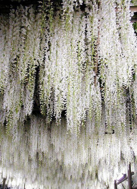 White Wisteria Canopy | Ashikaga Flower Park, Tochigi, Japan 足利フラワーパーク Flowers Hanging, White Wisteria, Moon Garden, White Gardens, The Ceiling, Dream Garden, Wisteria, Garden Inspiration, Pretty Flowers