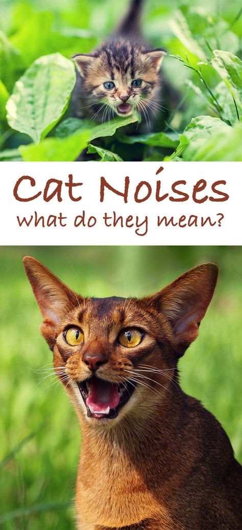 Cat Sounds, Cat Behavior Facts, Cat Behaviour, Cat Noises, Cat Nutrition, Cat Purr, Dog Whistle, Cat Hacks, Modern Magic