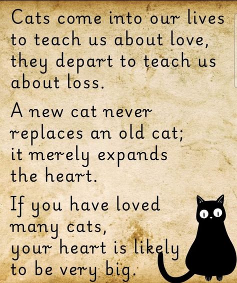 Cat Poems Short, Cat Lovers Quotes, Inspirational Cat Quotes, Black Cat Quotes, Cat Poems, Cat Love Quotes, Cat Lover Quote, Cat Quotes Funny, Cat Facts