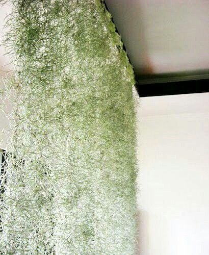 Spanish Moss as a curtain for privacy on a apartment balcony Living Curtains, Tillandsia Usneoides, Interior Farmhouse, Airplant Wall, Plant Display Ideas, Decor Books, Air Plant Display, Vertical Gardens, Indoor Gardens