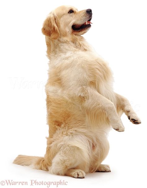 golden retriever | WP04486 Golden Retriever dog Windsor , sitting up, begging. Puppies Photos, Dog Golden Retriever, Animal Photography Wildlife, Fat Dogs, Animal Study, Dog Training Techniques, Dog Stories, Labrador Retrievers, Best Dog Breeds