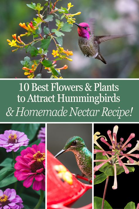 Discover the 10 best flowers and plants to attract hummingbirds to your garden. Enhance your outdoor space with vibrant blooms that provide essential nectar for these captivating birds. This guide includes top plant choices and tips for creating a hummingbird-friendly environment. Plus, get a simple hummingbird nectar recipe and learn how to make DIY homemade hummingbird food to keep them coming back. Perfect for bird lovers and gardeners looking to invite nature's gems into their yard. Best Plants For Hummingbirds, Flowers To Attract Hummingbirds, Flowers For Hummingbirds And Butterflies, Making Hummingbird Nectar, Make Hummingbird Food, Homemade Hummingbird Food, Hummingbird Nectar Recipe, Plants To Attract Hummingbirds, Hummingbird Food