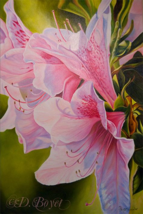 Pink azaleas in oil 2'x3'. Artist Deborah Boyet. Wildside Art Paintings Of Azaleas, Azalea Flower Painting, Azaleas Painting, Marney Ward, Ib Art, Flower Drawings, Pink Azaleas, Flower Meanings, Diy Watercolor Painting