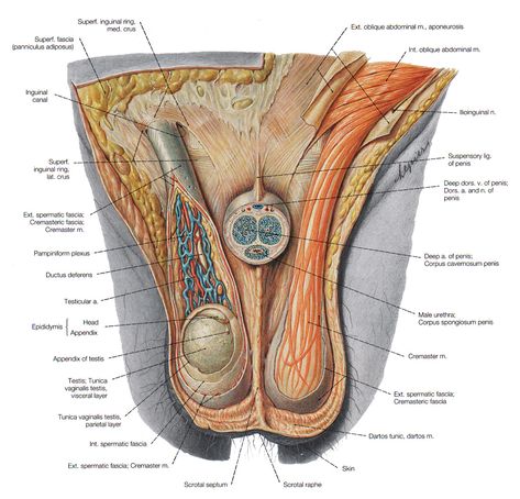 Male Reproductive System, Nurse Skills, Ear Reflexology, Male Body Drawing, Type Of Girlfriend, Male Body Art, Healthy Pregnancy Tips, Basic Anatomy And Physiology, Human Body Anatomy