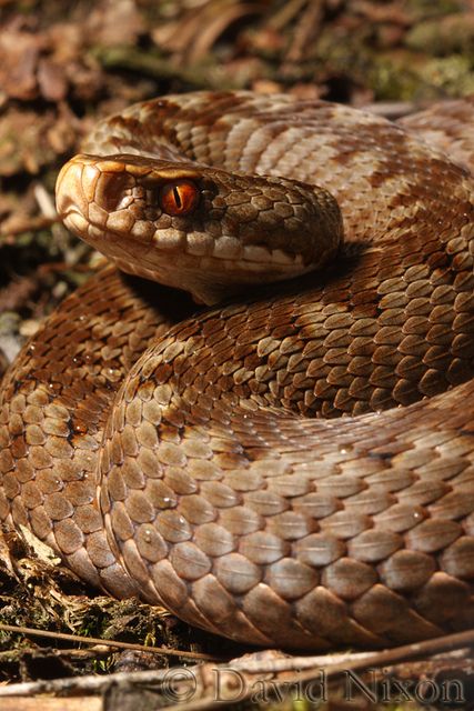 European Adder, Adder Snake, Snake Pictures, Cannock Chase, Venomous Snake, Poisonous Snakes, Cool Snakes, Tattoo Nature, Animals Tattoo