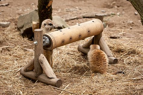 2011-05-19-11h54m07.272P0433 | Meerkat: Enrichment | Arjan Haverkamp | Flickr Diy Animal Enrichment, Zoo Enrichment Ideas, Meerkat Enrichment, Orangutan Enrichment, Ferret Enrichment, Lemur Enrichment, Elephant Enrichment, Bird Enrichment, Zoo Enrichment