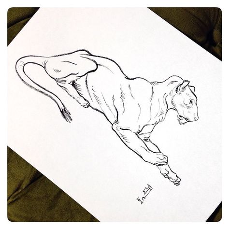 Instagram Jaw Cooper Sketches, Pen Animal Drawings, Lioness Sketch, Jaw Cooper, Big Cats Art, Animation Sketches, Fantasy Creatures Art, Creature Concept Art, Animal Sketches