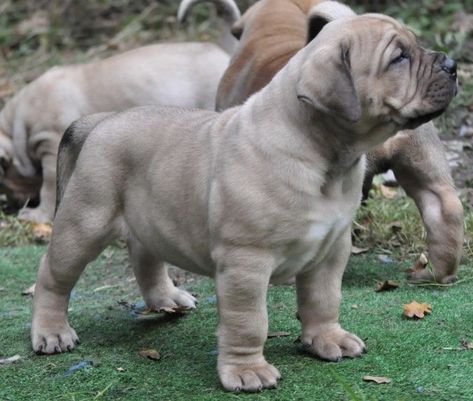 Boerboel Puppies Ready Now texas, dallas. #249650 We have a stunningly beautiful litter of 8 Boerboel puppies born on 15th September. This litter has been ove.. Boerboel Mastiff Puppies, Boerboel Puppies, Very Big Dog, Boerboel Mastiff, Boerboel Dog, South African Boerboel, South African Mastiff, African Boerboel, Bull Mastiff Puppies