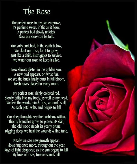 The perfect rose, in my garden grows, It’s perfume sweet, in the air it flows, A perfect bud slowly unfolds, Now our story can be told. Our soils enriched, in the earth below, We plant our rose, for it to grow, Just like a child, it struggles to survive, We water our rose, to keep it alive. New shoots glisten in the golden sun, A new bud appears, oh what fun, We see the buds finally burst in full bloom, Fresh roses placed in every room. Rose Day Quotes For Boyfriend, Happy Rose Day Wallpaper, Rose Day Wishes, Rose Day Wallpaper, Rose Day Quotes, Rose Poems, Special Friends Quotes, Boyfriend Bucket Lists, Happy Rose Day