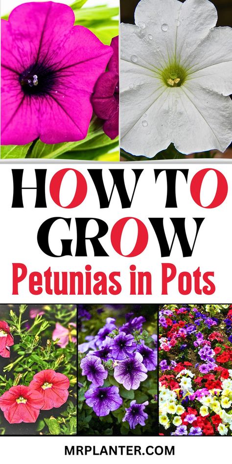 Petunias In Pots, Growing Petunias, Petunia Care, Petunia Plant, Petunia Flower, Conserve Energy, Potted Plants Outdoor, Different Types Of Flowers, Container Gardening Flowers