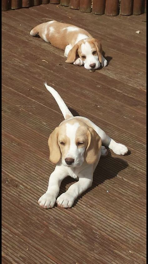 I'll never see a lemon and white beagle as cute as my Jessie May. I miss her every day. White Beagle, Lemon Beagle, Baby Beagle, Pocket Beagle, Cute Beagles, Beagle Mix, Beagle Puppy, Beagle Dog, Popular Dog