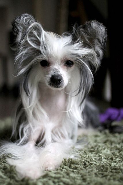 cresteds have such rockstar hair Chinese Crested Puppy, Chinese Crested Powder Puff, Hairless Dog, Dogs Stuff, Chinese Crested Dog, About Dogs, Chinese Crested, White Dog, Little Dogs