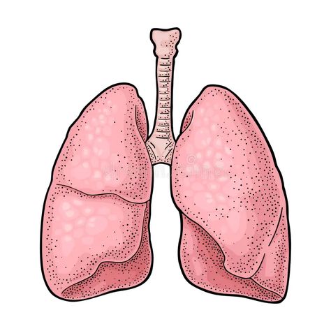 Anatomy Drawing Vintage, Lungs Drawing Anatomy, Lungs Anatomy Drawing, Anatomy Of Lungs, Human Body Sketch, Heart Anatomy Drawing, Anatomy Lungs, Lungs Drawing, Lungs Anatomy