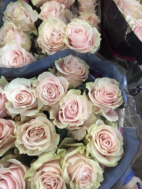 Pink Mondial Rose, Mondial Rose, Pink And Burgundy Wedding, White Pink Roses, Burgundy Wedding Centerpieces, Flower Library, White And Pink Roses, Pale Pink Roses, Blush Wedding Flowers