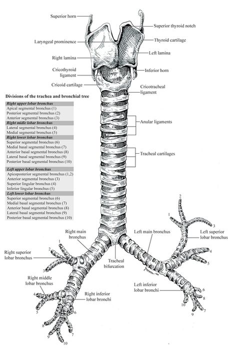 Throat Anatomy Illustration, Trachea Drawing, Trachea Anatomy, Throat Anatomy, Heart Art Painting, Human Physiology, Drawing Anime Bodies, Journal Article, Eye Anatomy