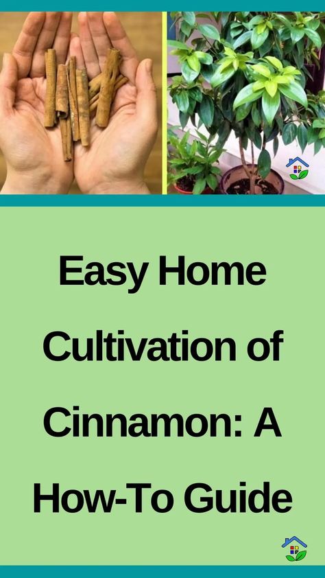 Discover the simple joy of growing cinnamon at home and enjoy its aromatic and flavorful benefits. Cinnamon, a versatile spice that is cherished for its delightful fragrance and culinary and health advantages. Wouldn’t you want to cultivate this wonderful spice in your own backyard? Let’s learn how to do this thanks to this simple and […] How To Grow Cinnamon Plants, Growing Cinnamon, Grow Cinnamon, Saving Earth, Cinnamon Tree, Homestead Farm, Garden Indoor, Garden Tips, Grow Your Own