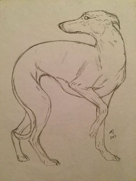 Greyhound Running Drawing, Greyhound Drawing Sketch, How To Draw A Greyhound, Italian Greyhound Painting, Italian Greyhound Drawing, Italian Greyhound Tattoo, Greyhound Sketch, Greyhound Drawing, Greyhound Painting