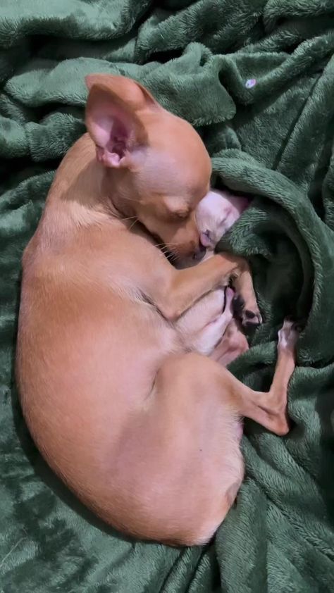 Psy Chihuahua, Really Cute Dogs, Cute Chihuahua, Chihuahua Dog, Chihuahua Puppies, Cute Funny Dogs, Cute Wild Animals, Chihuahua Dogs, Cute Animal Photos