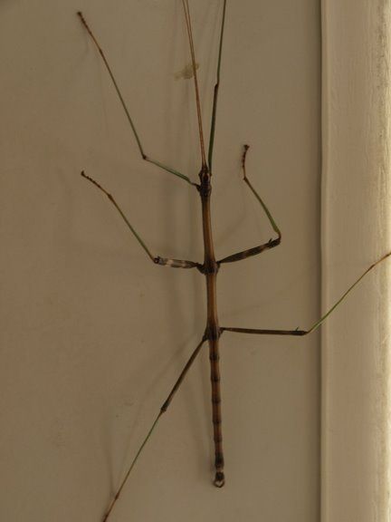 Stick bug! - Taken by Heather Henley Stick Insects, Bug Pinning, Walking Stick Bug, Stick Bug, Real Pokemon, Stick Insect, Bug Hotel, Cool Insects, Bug Art