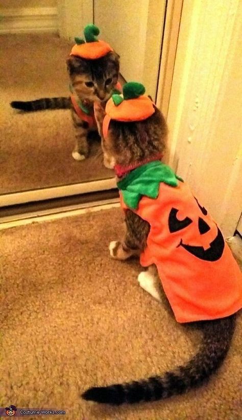 Cats On Halloween, Cat And Owner Halloween Costumes, Cat Costumes For Cats, Cat In Halloween Costume, Halloween Costume For Cats, Kitten Halloween Costume, Halloween Aesthetic Cute, Halloween Costumes For Cats, Halloween Ideas Costumes