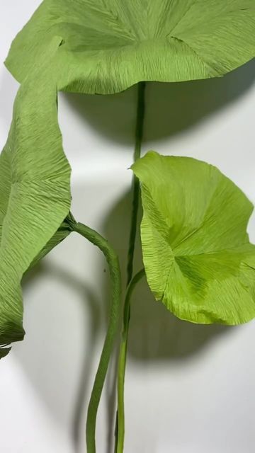 manney.paperart.design on Instagram: "Let me show you how to make a giant paper lotus leaf. #tutorial #paperflower #giantflower #floraldesign #flowerdecor #lotusleaf" Crepe Paper Leaves, Giant Lotus, Paper Lotus, Paper Stuff, Paper Leaves, Lotus Leaves, Giant Flowers, Lotus Leaf, September 8