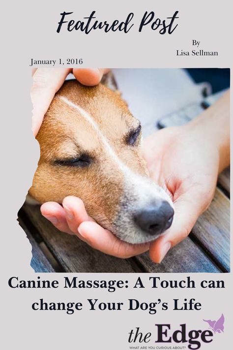 Dog Massage How To, Dog Massage Techniques, Dog Massage, Edge Magazine, Elderly Dogs, Healing Touch, Dog Diet, Zara Baby, Older Dogs