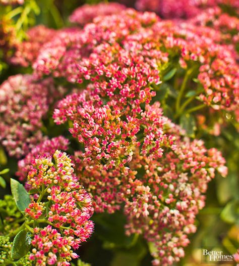 Stage a colorful fall finale in your garden by including a generous supply of sedum. Sedum comes in an almost unlimited selection of heights and colors, from ground huggers that barely grow 6 inches tall to stately big-head bloomers that can reach 3 feet in height. Sedums are prized for their showy, nectar-rich flowers that feed hordes of hungry insects in the late summer and fall. And, when not in flower, you can still enjoy the plants’ brightly colored fleshy foliage. Zones 3-9/ Deer Resistant Plants, Corner Garden, Grow Plants, Garden Shrubs, Low Maintenance Landscaping, Low Maintenance Garden, Have Inspiration, Low Maintenance Plants, Big Head