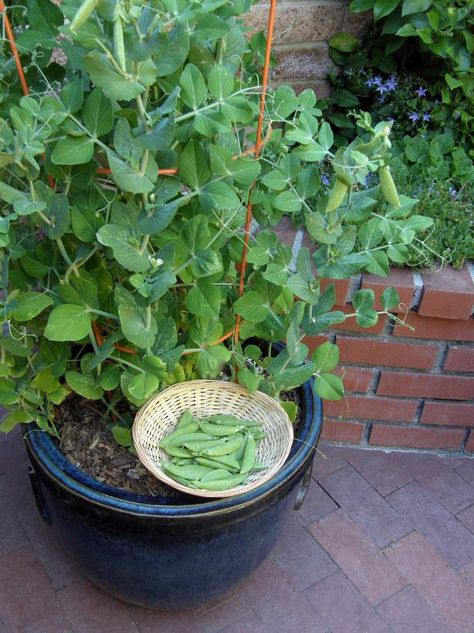 Snap Pea Trellis, Snap Peas Garden, Pea Trellis, Growing Peas, Best Vegetables, Pea Plant, Veg Garden, Sugar Snap Peas, Snap Peas