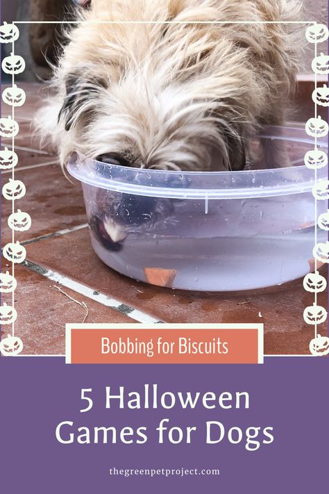 Title of 5 Halloween games for dogs with image of pug mix dog playing a bobbing for biscuits game Dog Halloween Arts And Crafts, Games For Dog Party, Dog Halloween Decorations, Dog Halloween Party Ideas, Dog Festival Ideas, Halloween Dog Party, Dog Halloween Party, Activities For Halloween, Party Games Halloween