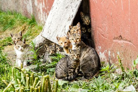 Should You Care for Your Neighborhood Feral Cat Colony? - Catster Cat Colony, Funny Cat Names, Cat Problems, Camping With Cats, Feral Cat, Kitten Care, Alley Cat, Cat Help, Mama Cat