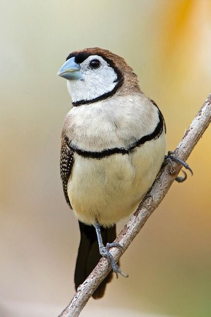 Owl Finch, Dark Ring, Birds Of Australia, Barred Owl, Bird Watcher, Australian Birds, Australian Animals, Bird Pictures, All Birds