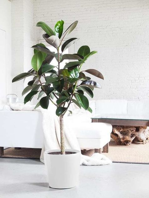 Rubber Tree Large Houseplant Big Indoor Plants, Low Maintenance Indoor Plants, Rubber Tree Plant, Yucca Plant, Corn Plant, Ficus Tree, Ficus Elastica, Indoor Trees, Banana Plants