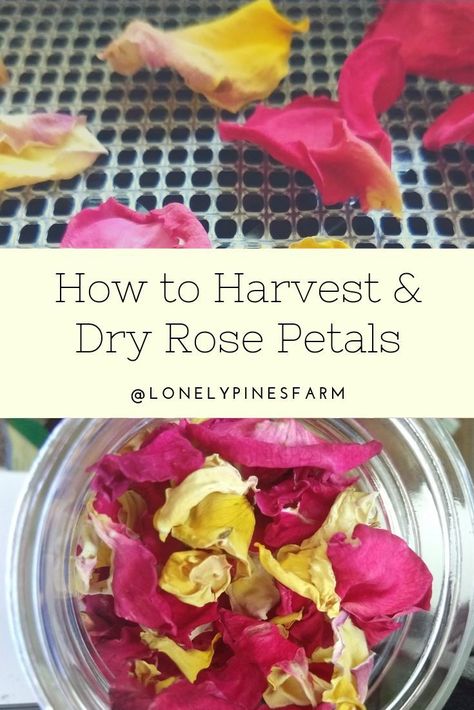 How to harvest and dry rose petals, using just a dehydrator. Dried rose petals are perfect for crafts and home uses like tea, sugar scrubs, and herbal infusions. It's a fairly simple process to preserve their beauty all year long. Dehydrated Rose Petals, What To Do With Rose Petals Diy, How To Use Rose Petals, How To Dry Rose Petals, What To Do With Rose Petals, Drying Rose Petals, Dehydrated Flowers, Flower Teas, Dry Rose Petals