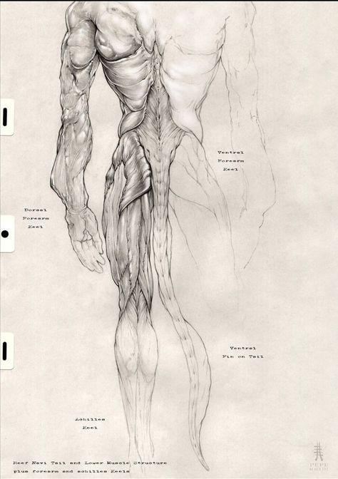 Avatar Reference, Avatar Anatomy, Blue Avatar, Avatar James Cameron, Avatar Films, Avatar Fan Art, Anatomy Sketches, Pandora Avatar, Avatar Movie