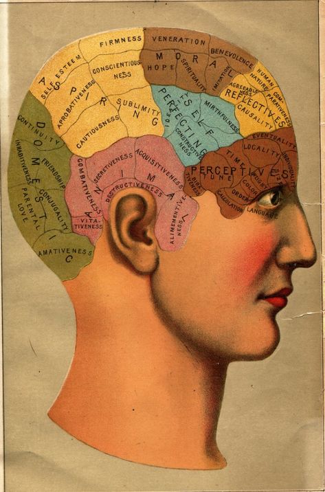 We Survive Because Reality May Be Nothing Like We Think It Is How To Sound Smart, Head Anatomy, Brain Mapping, Kuantan, Flip Chart, Human Head, Scientific Illustration, Medical Illustration, Human Brain