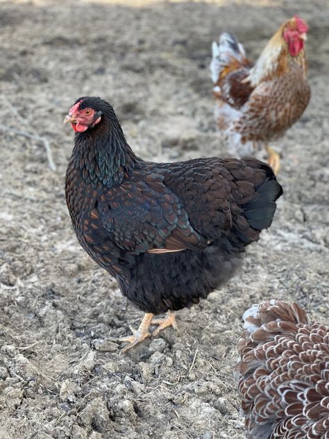 Wyandotte Rooster, Blue Laced Wyandotte, Blue Laced Gold Wyandotte Chicken, Blue Laced Red Wyandotte, Blue Laced Red Wyandotte Chicks, Wild Chicken, Silver Laced Wyandotte Chickens Eggs, Peacock And Peahen, Gold Laced Wyandotte Rooster