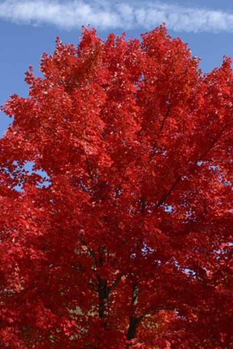 Red oak trees have leaves that turn bright red in winter. Fast Growing Shade Trees, Red Oak Tree, Red Trees, Organic Gardening Pest Control, Abstract Tree Painting, Real Monsters, Urban Development, Old Oak Tree, Tree Pruning