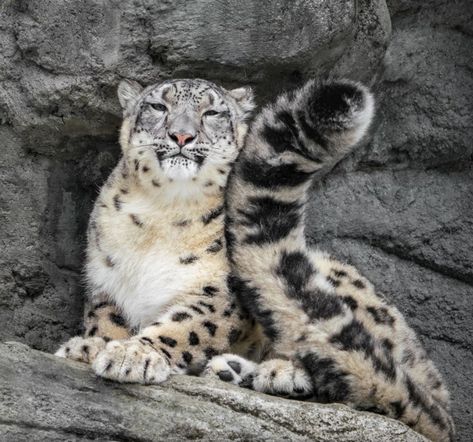 Steep Mountain, Exotic Cats, Pretty Animals, Cheetahs, Silly Animals, Domestic Cat, Snow Leopard, Leopards, Exotic Pets