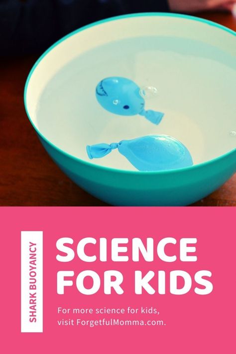 Animal Science Experiments, Animal Science Activities, Ocean Theme Preschool, Poster Science, Animal Experiments, Animal Activities For Kids, Classroom Science, Science Puns, Science Week