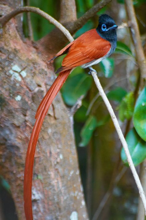 African Paradise Flycatchers are diminutive woodland birds found in most parts of Sth Africa and further north. Their bright colours, noisy calls and high tolerance for human presence make them  special to watch. They have very attractive, neat nests created from grass, bark, lichen and spider webs. As their name hints, they eat insects, but not only flies. They hover and dart under leaves to catch beetles, butterflies, moths, flying termites, cicada and even spiders. Image: Jimmy Livefjord Paradise Flycatcher, South African Birds, African Birds, Kinds Of Birds, Kruger National Park, Maasai, Exotic Birds, African Animals, Pretty Birds