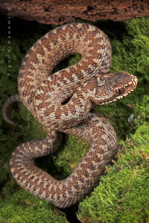 Adder Snake, Snake Pictures, Puff Adder, Snake Symbolism, Piercing Snake, Black Adder, Snake Nail, Snake Bite Piercing, Pit Vipers