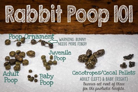 All about rabbit poop.  What's normal?  Why is my rabbit's poop mashed together like tiny grapes? How large should my bunny's poop be? Bunny Care Tips, Rabbit Facts, Rabbit Information, Lop Bunnies, Rabbit Enclosure, Pet Rabbit Care, Rabbit Farm, All About Rabbits, Bunny Room