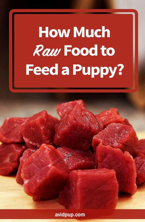 Ketovore Diet, Dog Raw Diet, Raw Food Diet Plan, Raw Feeding For Dogs, Puppy Schedule, Raw Dog Food Diet, Eating Schedule, Raw Recipes, Raw Dog Food Recipes