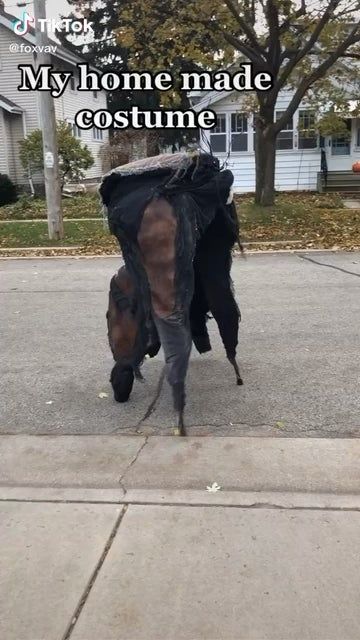 Incredibly unique costume - nextfuckinglevel Scary Animal Costumes, Meme Costume Halloween, Creepy Halloween Costumes, Funny Halloween Memes, Clever Halloween, Scary Halloween Decorations Outdoor, Mascaras Halloween, Creepy Costumes, Halloween Diy Outdoor