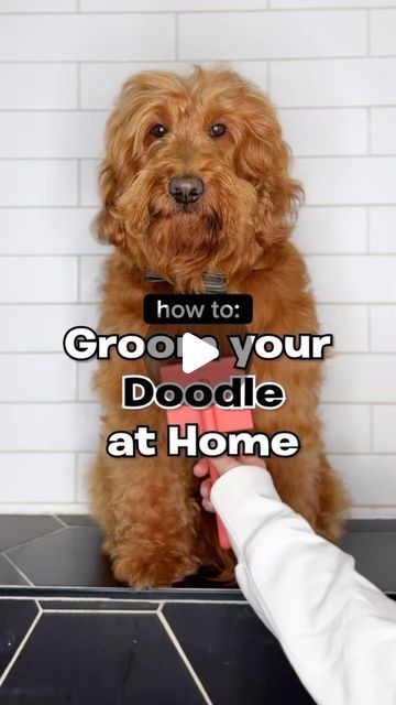 Doodle Grooming, Labradoodle Grooming, Toy Goldendoodle, Goldendoodle Haircuts, Havanese Grooming, Goldendoodle Grooming, Puppy Haircut, Face Trimmer, Dog Remedies