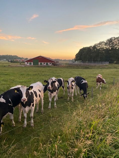 Farmcore Aesthetic, Patrick Feely, Abandoned Farmhouse, Farmer Boy, Boys Of Tommen, Abandoned Cities, Future Farms, Fluffy Cows, Farm Lifestyle