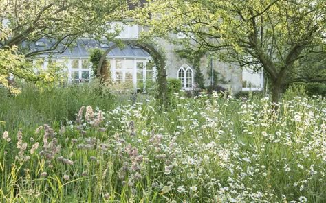 How to restore an orchard meadow Orchard Design, Orchard Garden, Wild Flower Meadow, Meadow Garden, Into The West, Nature Friendly, Wildlife Gardening, Wildflower Garden, Natural Garden