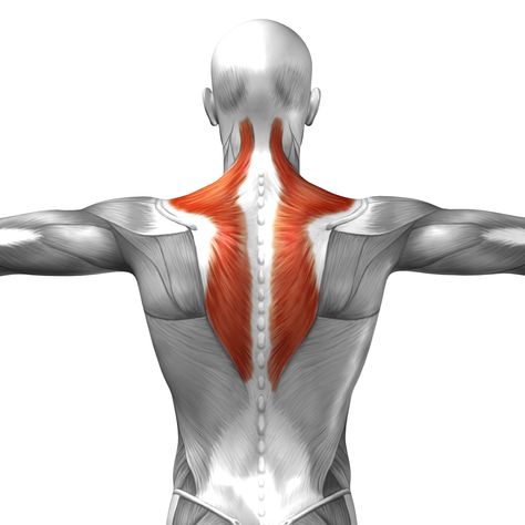 Lower Trapezius: 3 Exercises to Improve Overhead Mobility Massage Therapy Supplies, Neck Pain Exercises, Pain Assessment, Types Of Muscles, Muscle Structure, Seated Exercises, Pain Relief Remedies, Lower Belly Workout, Musculoskeletal System